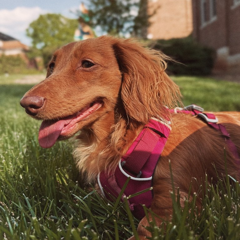 Pixel lying in the grass